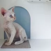 デボンレックス【大分県・男の子・2025年6月30日・レッドポイント】の写真2