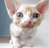 デボンレックス【大分県・男の子・2025年9月6日・レッドタビー】の写真2