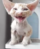 デボンレックス【大分県・男の子・2025年9月6日・レッドタビー】の写真3