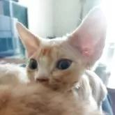 デボンレックス【大分県・男の子・2025年9月6日・レッドタビー】の写真5