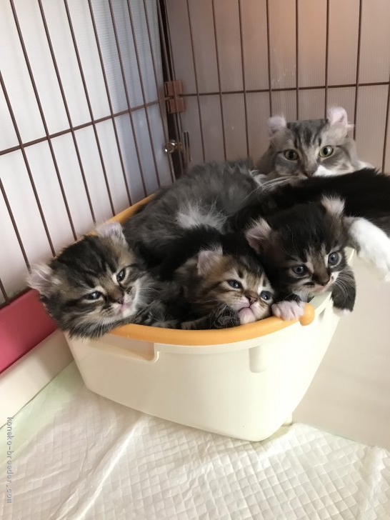 長谷川めぐみブリーダーのブログ：アメリカンカール子猫ちゃん達✨✨