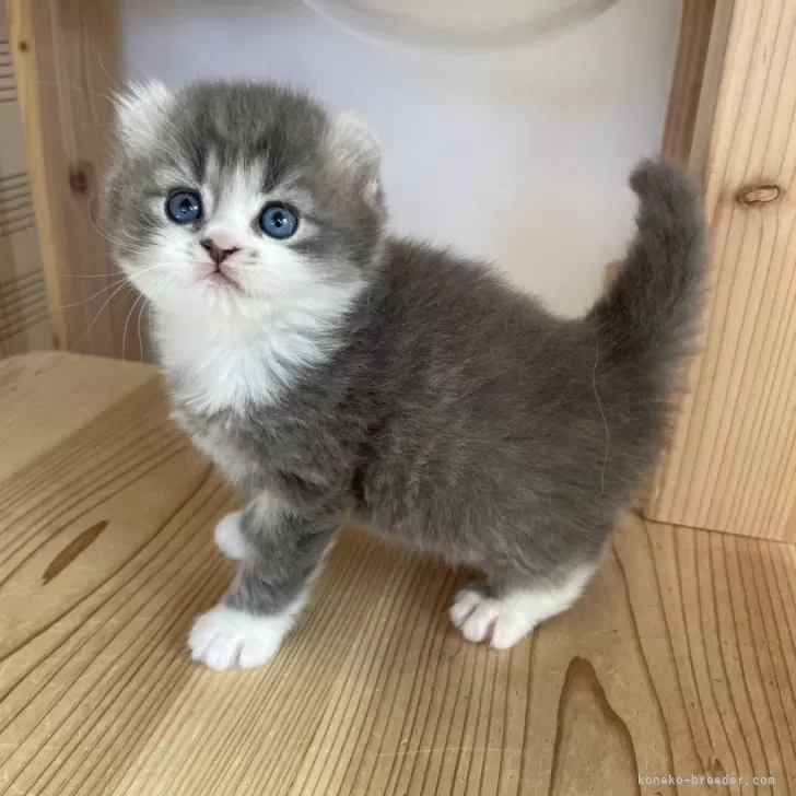 ID:2401-01323の子猫