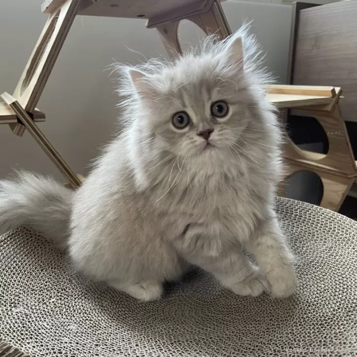 ID:2408-02613の子猫