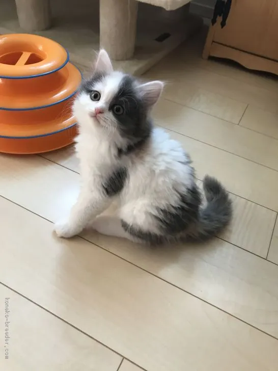 ID:2005-00202の子猫