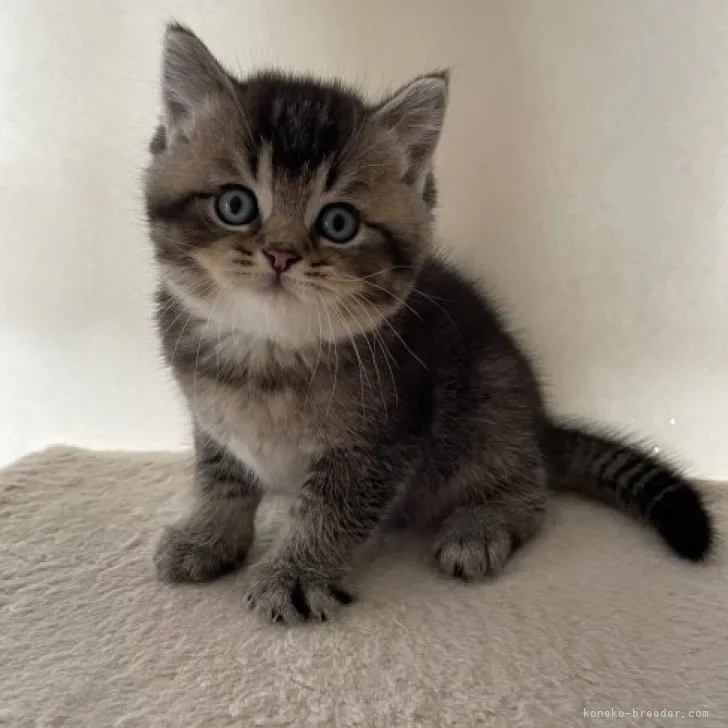 S.S 様のお迎えした子猫