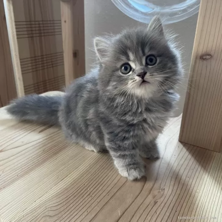 ID：2312-00797の子猫