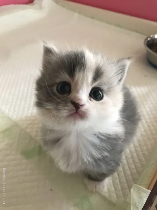 ID：1811-01573の子猫