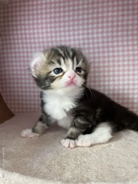 ID:2103-00672の子猫