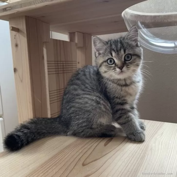 ID：2311-02002の子猫