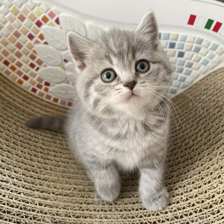 ID：2405-00298の子猫