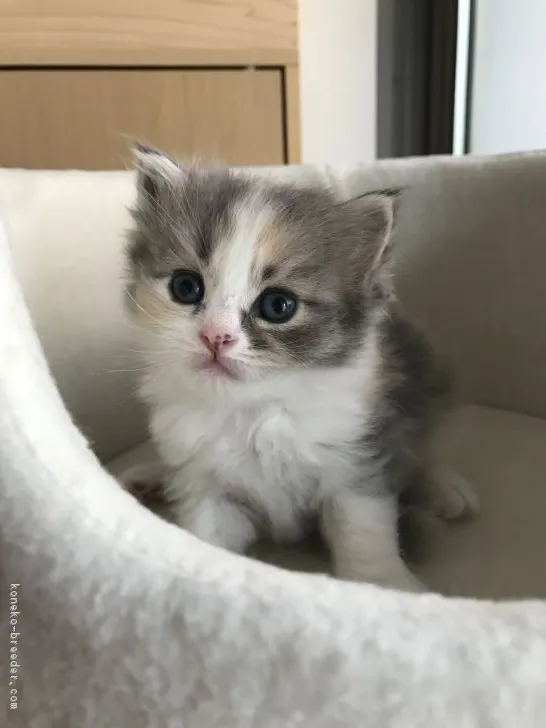 ID：1809-00017の子猫