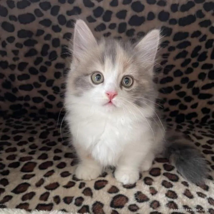 ID：2207-01490の子猫