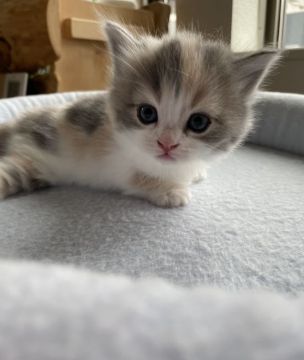 キンカロー【埼玉県・女の子・2022年5月13日・ダイリュートキャリコ（セミロング）】の写真「おっとり顔の可愛い子ちゃん❣️短足✨」