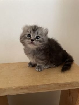 キンカロー【埼玉県・男の子・2022年1月16日・シルバータビーホワイト（セミロング）】の写真「お耳カールの激カワくん❣️❣️」