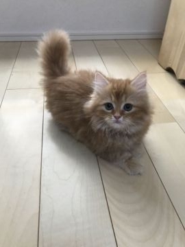 マンチカン(短足)【埼玉県・男の子・2018年5月23日・レッドタビー(ロング)】の写真「おっとり甘えん坊ちゃん」