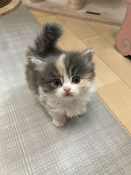 マンチカン(長足)【埼玉県・女の子・2020年11月24日・ダイリュートキャリコ（セミロング）】の写真「パッチリ大きなお目目の可愛い子ちゃん❣️」