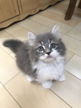 マンチカン(短足)【埼玉県・男の子・2018年5月23日・ブルー&ホワイト(ロング)】の写真「ぬいぐるみの様な可愛いお顔」