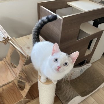 マンチカン(長足)【埼玉県・男の子・2023年10月12日・ブラウンタビーホワイト（短毛）】の写真「綺麗なブルーアイの癒し顔くん💓」