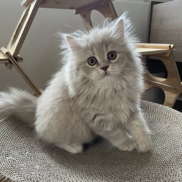 ミヌエット(長足)【埼玉県・女の子・2024年7月22日・フォーン（セミロング）】の写真「珍しいカラーの可愛い女の子♥️」