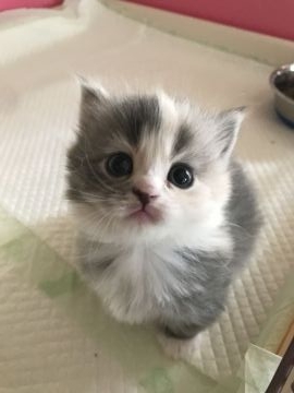 マンチカン(短足)【埼玉県・女の子・2018年11月7日・ダイリュートキャリコ(ロング)】の写真「まん丸お目目の短足ちゃん❣️」