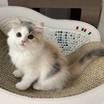 マンチカン(長足)【埼玉県・女の子・2024年4月18日・ダイリュートキャリコ（セミロング）】の写真「綺麗なお顔の女の子︎💕︎」