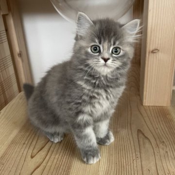 キンカロー【埼玉県・女の子・2023年12月13日・ブルータビー（セミロング）】の写真「キリッとしたお顔の女の子ちゃん💗」