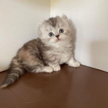 キンカロー【埼玉県・女の子・2022年11月3日・シルバーパッチドタビー&ホワイト（セミロング）】の写真「激カワ短足カールちゃん❣️」