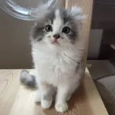 キンカロー【埼玉県・女の子・2023年10月12日・ダイリュートキャリコ】の写真2