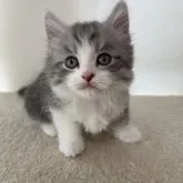 ミヌエット(短足)【埼玉県・男の子・2023年1月26日・ブルー&ホワイト】の写真2