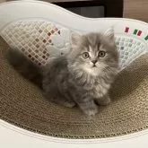 ミヌエット(短足)【埼玉県・男の子・2023年10月28日・ブルー&クリーム】の写真2