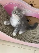 マンチカン(長足)【埼玉県・女の子・2021年4月5日・ブルー&ホワイト】の写真2