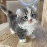 キンカロー【埼玉県・女の子・2023年10月12日・300000】の写真3