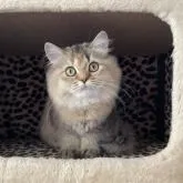 ブリティッシュショートヘア【埼玉県・女の子・2022年6月18日・ブラウンパッチドタビー】の写真3