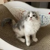 キンカロー【埼玉県・女の子・2023年10月12日・ダイリュートキャリコ】の写真4