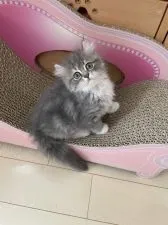 マンチカン(長足)【埼玉県・女の子・2021年4月5日・ブルー&ホワイト】の写真4