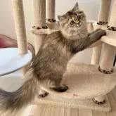 ブリティッシュショートヘア【埼玉県・女の子・2022年6月18日・ブラウンパッチドタビー】の写真4