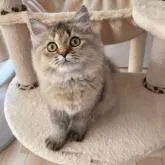 ブリティッシュショートヘア【埼玉県・女の子・2022年6月18日・ブラウンパッチドタビー】の写真5