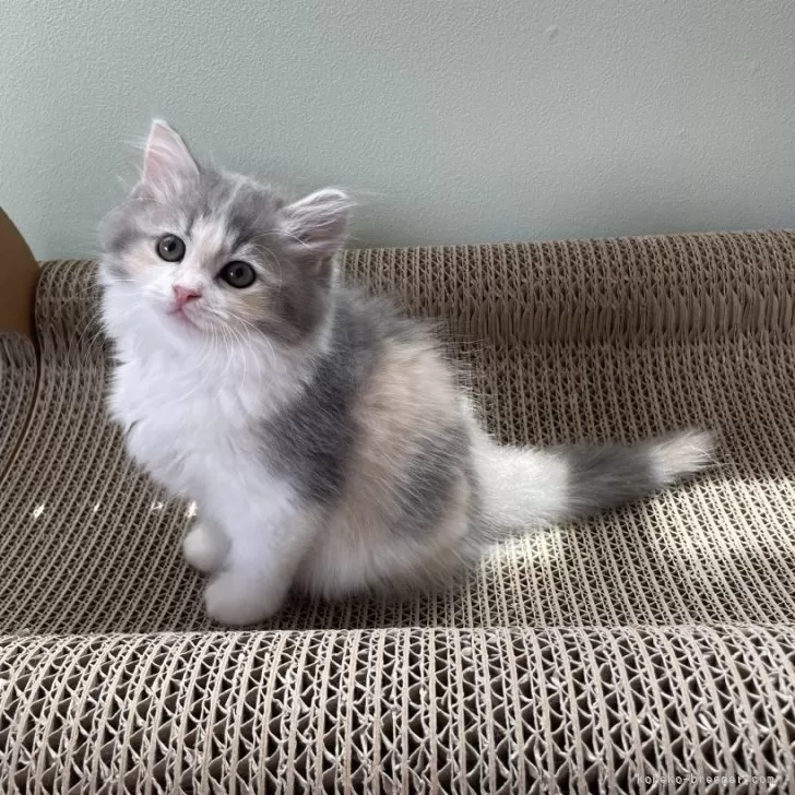 ID：2505-00174の子猫