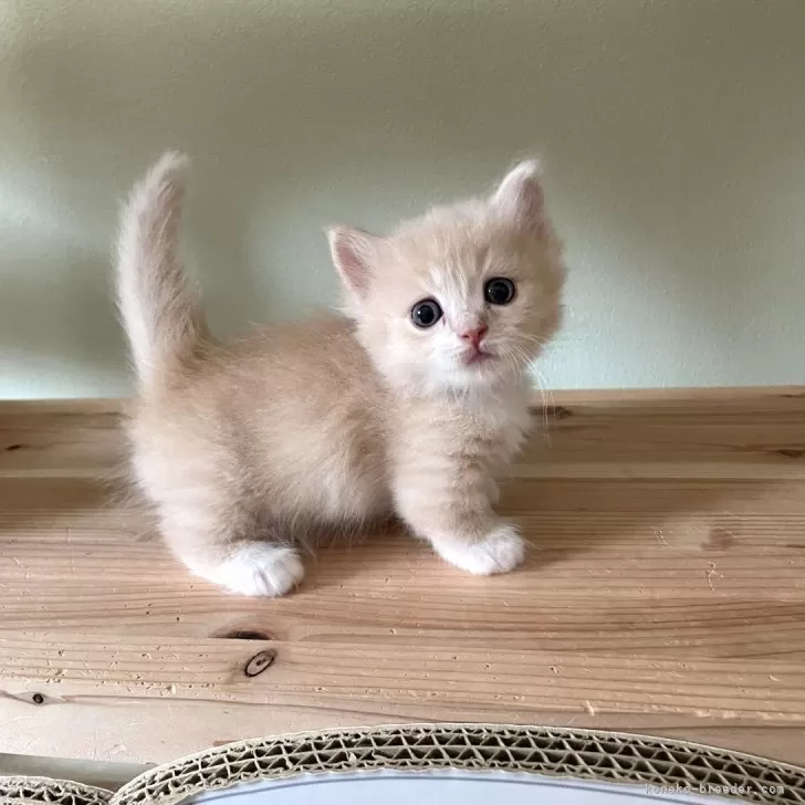 ID：2505-00228の子猫