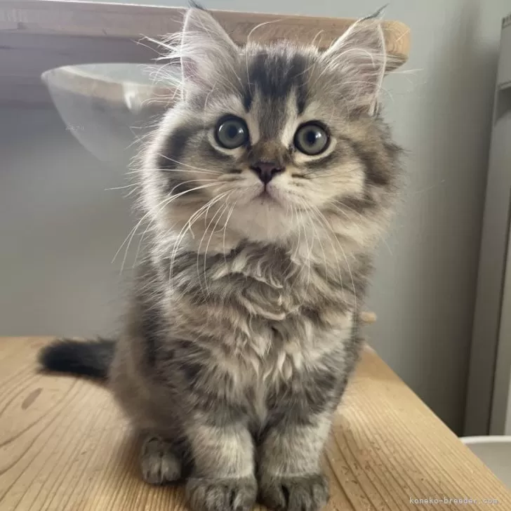 ID：2506-00211の子猫