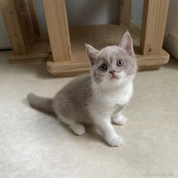 ID：2505-00744の子猫