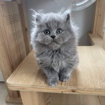 ブリティッシュロングヘア【埼玉県・男の子・2025年10月12日・ブルー】の写真「モッフモフで甘えっ子な男の子ちゃん💗」