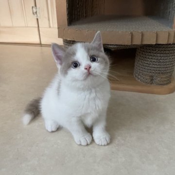 ブリティッシュショートヘア【埼玉県・男の子・2025年10月7日・フォーン&ホワイト】の写真「まん丸ボディの甘えっ子ちゃん💗」