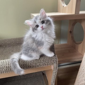 マンチカン(長足)【埼玉県・女の子・2025年9月23日・ダイリュートキャリコ（セミロング）】の写真「おっとり顔の可愛い女の子💗」