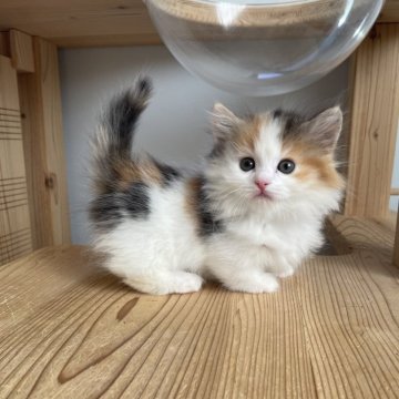 マンチカン(短足)【埼玉県・女の子・2025年9月23日・キャリコ（セミロング）】の写真「癒し系の可愛いお顔の女の子💗」