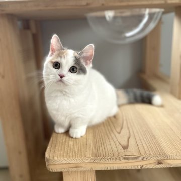 ミヌエット(短足)【埼玉県・女の子・2024年12月9日・ダイリュートキャリコ（短毛）】の写真「クリっとしたお目目が愛らしい女の子💗」