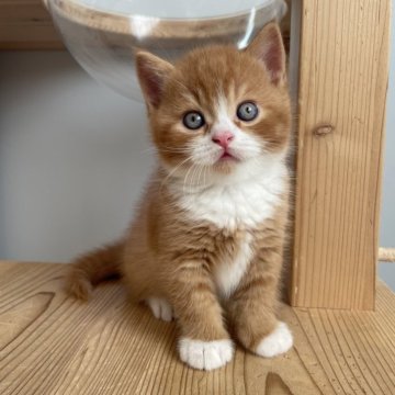 ブリティッシュショートヘア【埼玉県・男の子・2025年9月29日・シナモン】の写真「まん丸でムッチムチの可愛い男の子💗」