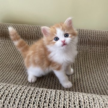 マンチカン(長足)【埼玉県・男の子・2025年9月23日・レッド&ホワイト（セミロング）】の写真「元気いっぱいで甘えん坊ちゃん💗」