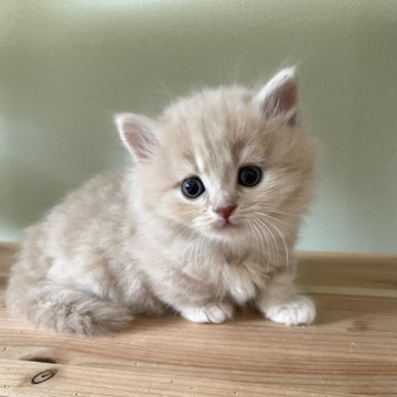 マンチカン(短足)【埼玉県・男の子・2025年3月25日・クリーム&ホワイト（セミロング）】の写真「可愛らしいお顔の男の子💗」