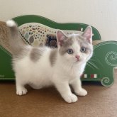 ブリティッシュショートヘア